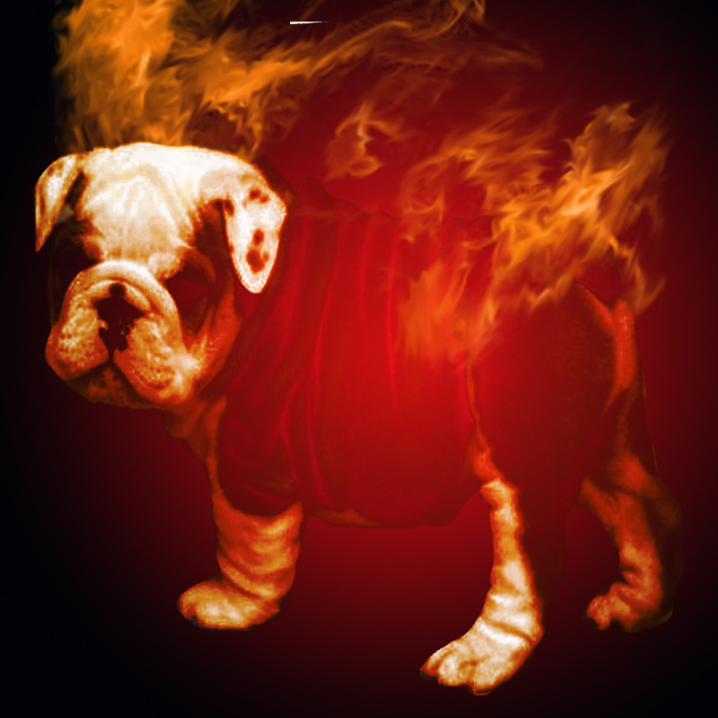 fire dogs breed